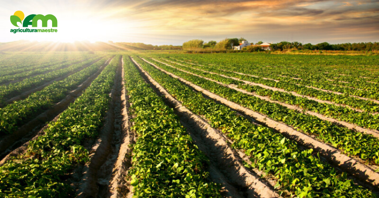 Agricultura ecológica: cereales, patatas y remolacha