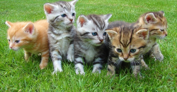 Felinaria, centro felino especializado en gatos