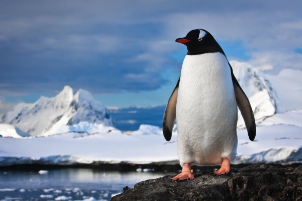 Penguin 4.0 ( 2ª parte)
